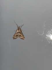 Diasemia
