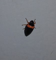 Phymatostetha deschampsi