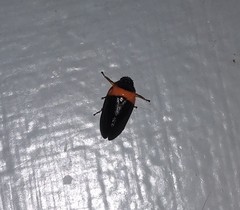 Phymatostetha deschampsi
