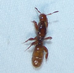 Lasius latipes