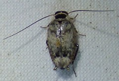 Plectoptera picta
