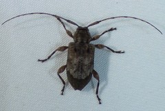 Astylopsis arcuata