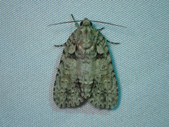 Acronicta ovata