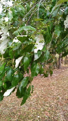Alphitonia excelsa (Alphitonia excelsa)