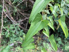 Dioscorea hamiltonii