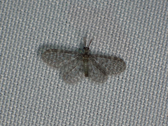 Acronicta ovata