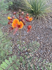 Caesalpinia pulcherrima