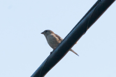 Passer domesticus