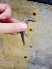 Plestiodon obsoletus