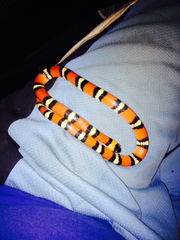 Lampropeltis annulata