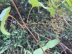 Dioscorea hamiltonii