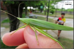 Euconocephalus nasutus