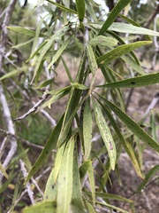 Dolichandrone alternifolia