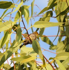 Auriparus flaviceps