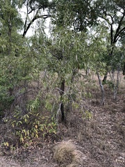 Dolichandrone alternifolia