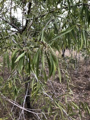 Dolichandrone alternifolia