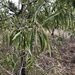 Dolichandrone alternifolia - Photo (c) elawrey, osa oikeuksista pidätetään (CC BY), lähettänyt elawrey