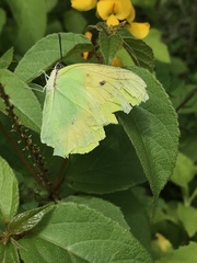 Lepidoptera