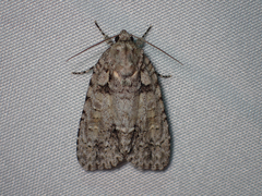 Acronicta ovata
