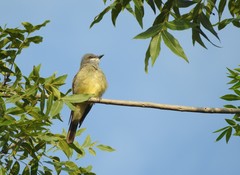 Tyrannus vociferans