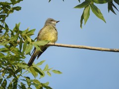 Tyrannus vociferans