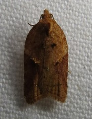 Acleris britannia