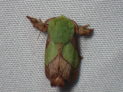 Parasa chloris