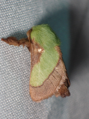 Parasa chloris