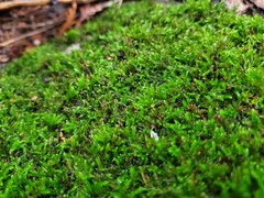 Sciuro-hypnum reflexum