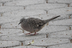 Columbina inca