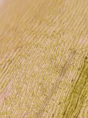 Sciuro-hypnum reflexum