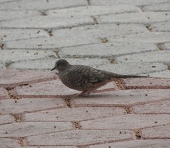 Columbina inca