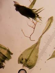 Sciuro-hypnum reflexum