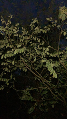 Moringa oleifera