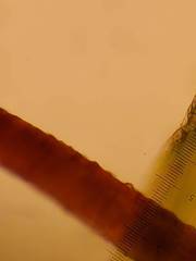 Sciuro-hypnum reflexum