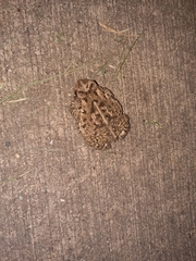 Anaxyrus fowleri