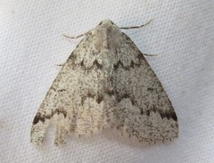 Sabulodes packardata