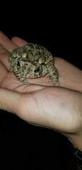 Anaxyrus fowleri