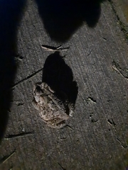 Anaxyrus fowleri