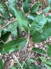 Iryanthera laevis