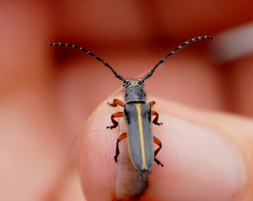 Mecas pergrata (Say, 1824)