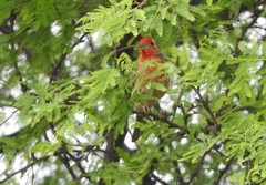 Haemorhous mexicanus