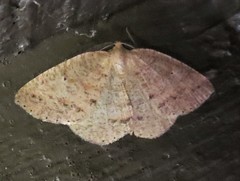 Drepanulatrix secundaria