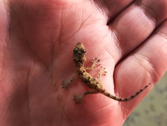 Hemidactylus mabouia