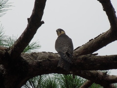 Falco subbuteo