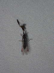 Mantispinae