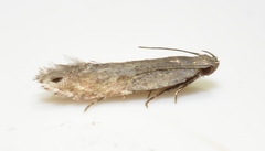 Battaristis concinnusella