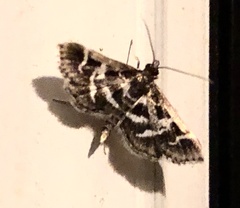 Diasemiodes janassialis