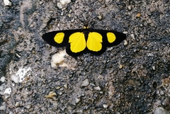 Cyllopoda jatropharia