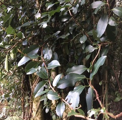 Hydrangea serratifolia